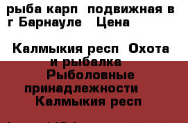 рыба карп2 подвижная в г.Барнауле › Цена ­ 1 450 - Калмыкия респ. Охота и рыбалка » Рыболовные принадлежности   . Калмыкия респ.